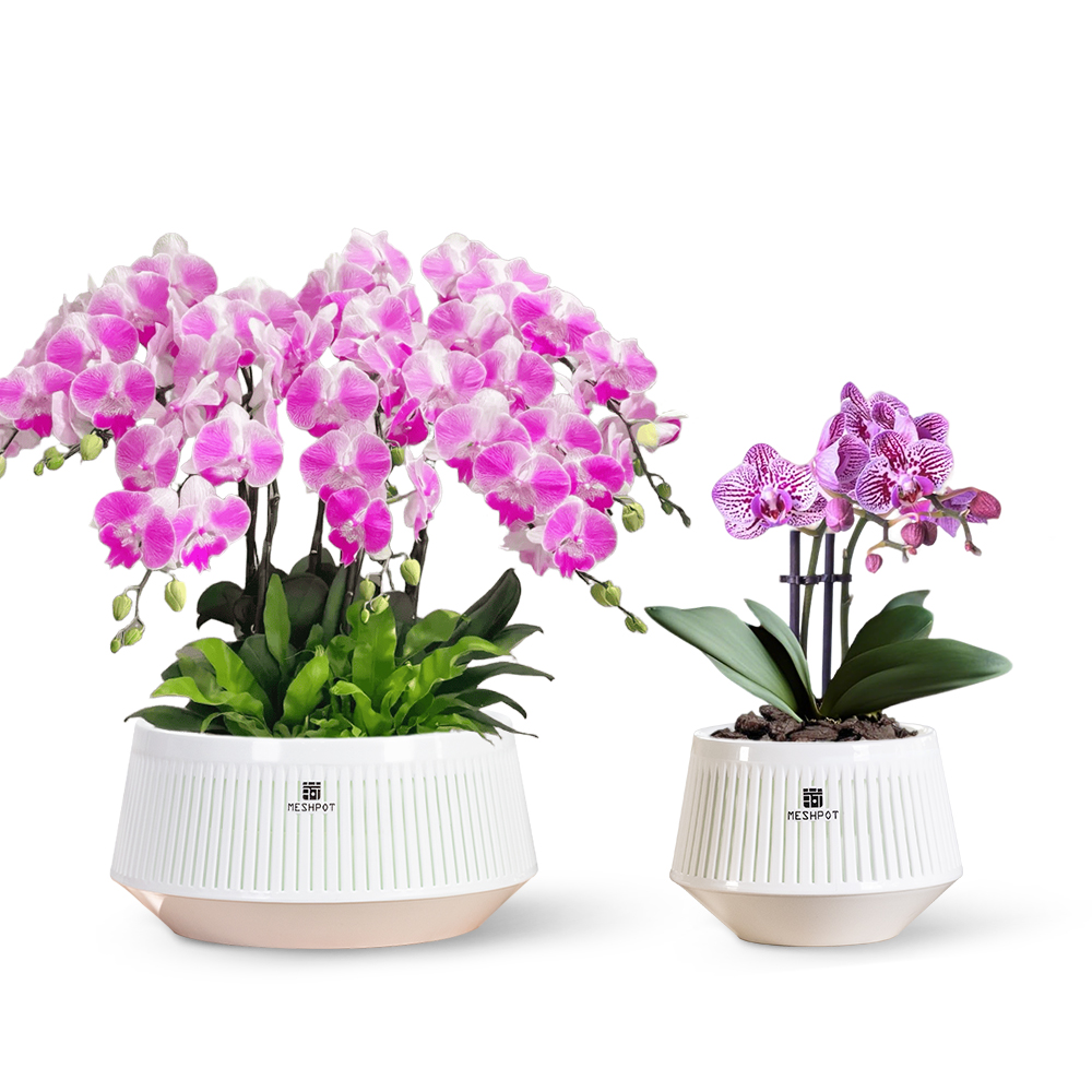Aloe Vera Pot - Vaso de Orquídea Meshpot com Furos