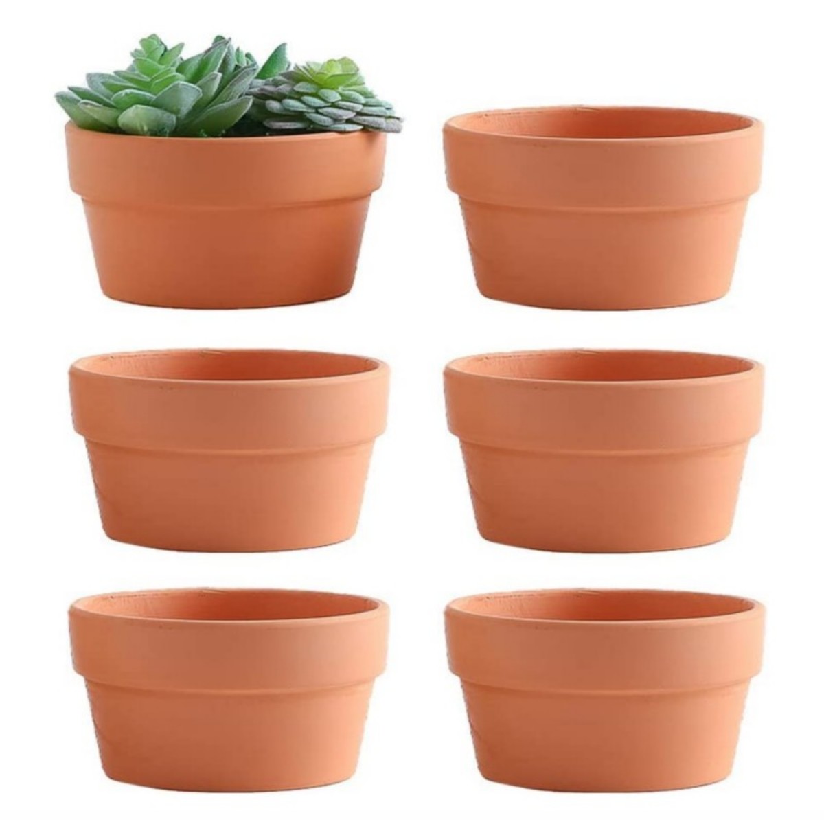 Vasos de terracota para flores - Aloe Vera Pot avaliação e preço