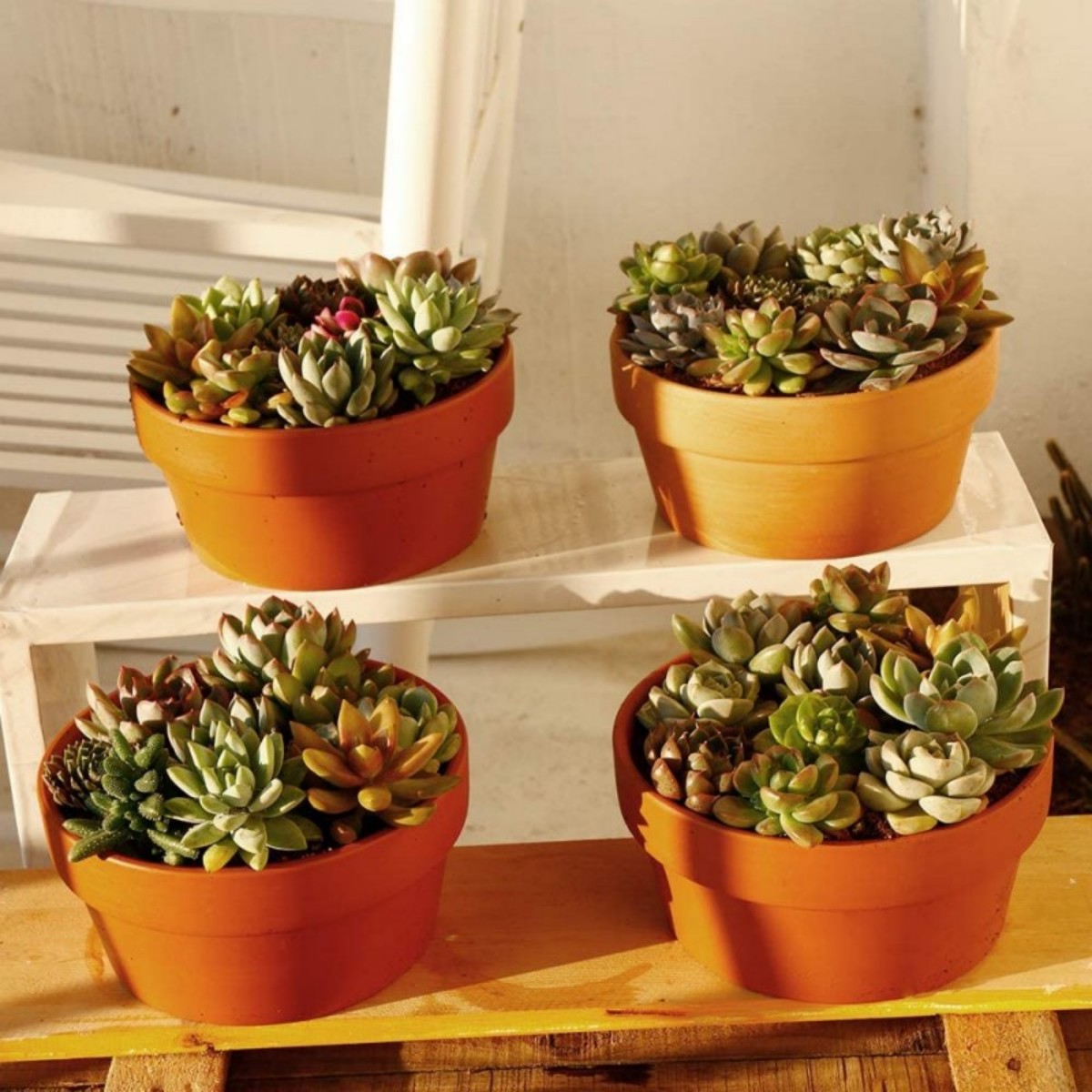 Vasos de terracota para flores - Aloe Vera Pot avaliação e preço