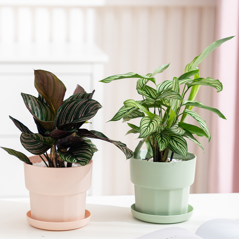 Nordic estilo minimalista raba - Aloe Vera Pot avaliação e preço