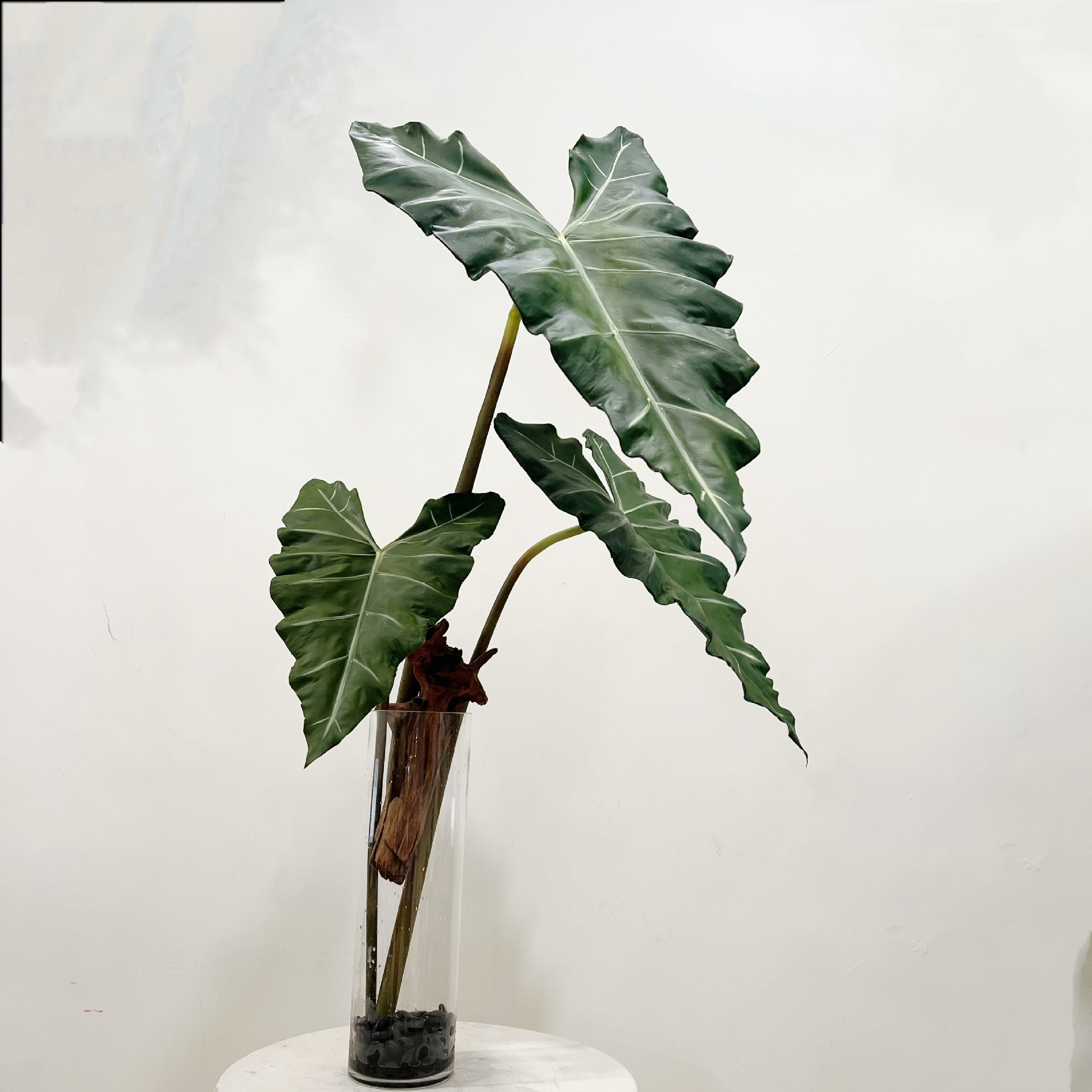 Simulado longo pu mão-sensa pl - Monstera Adansonii avaliação e preço