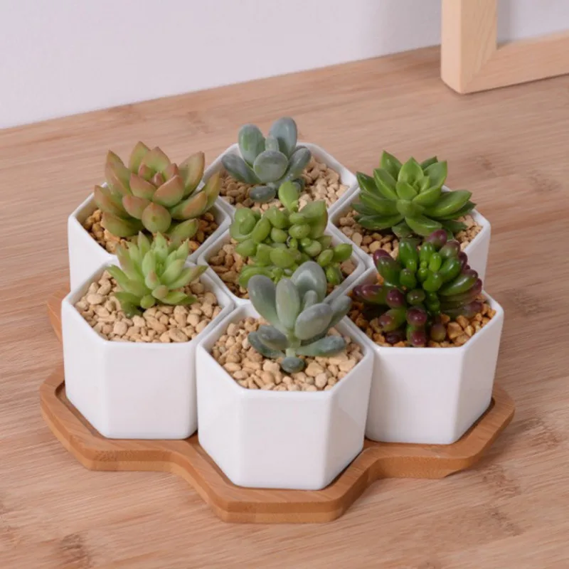 Conjunto de vasos de flores he - Aloe Vera Pot avaliação e preço