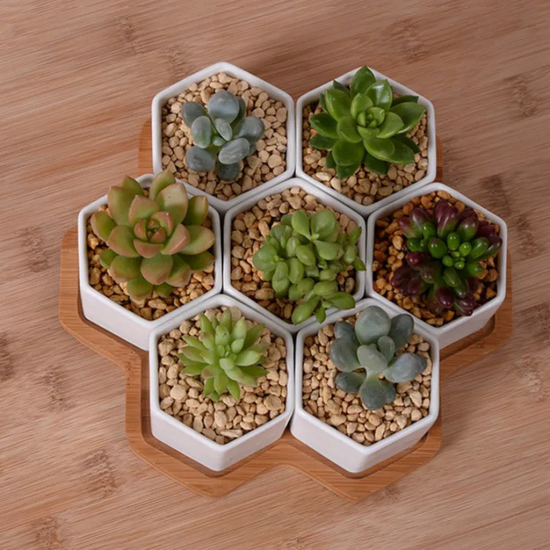 Conjunto de vasos de flores he - Aloe Vera Pot avaliação e preço