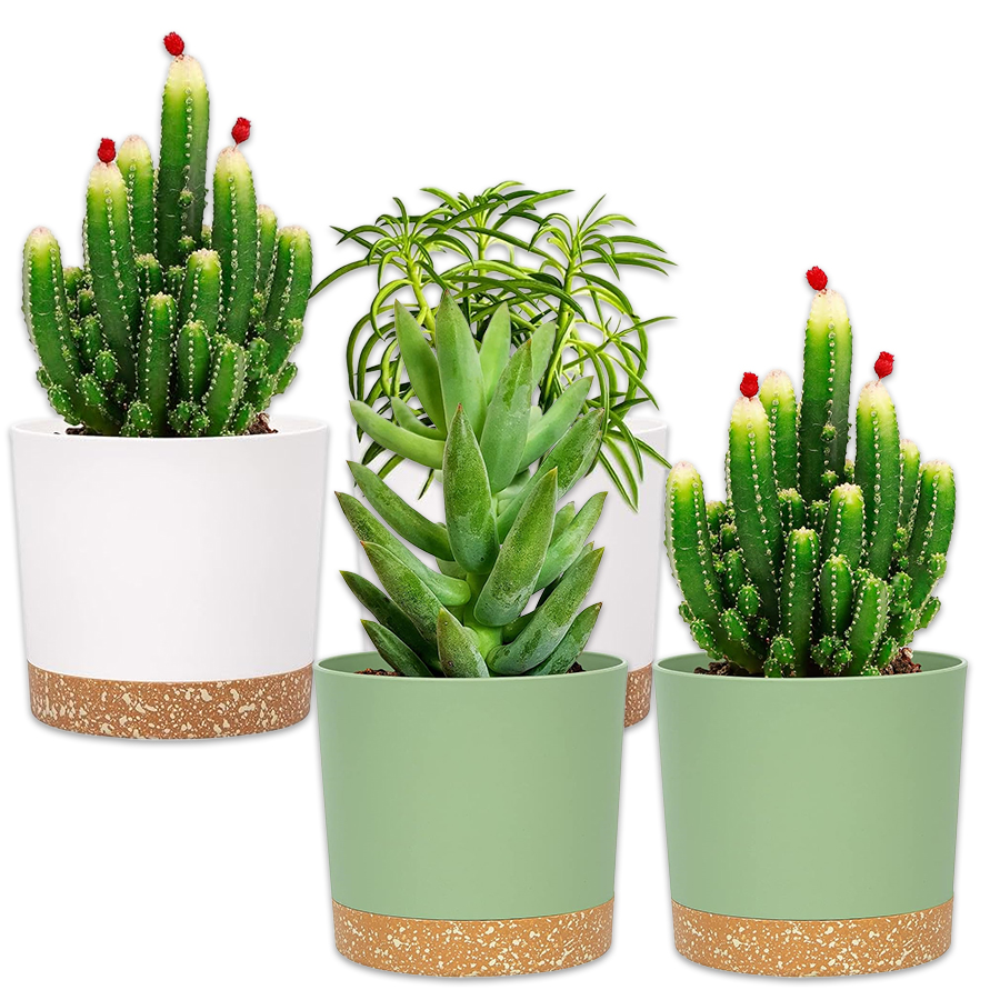 Vaso para Plantas, Pacote com  - Aloe Vera Pot avaliação e preço